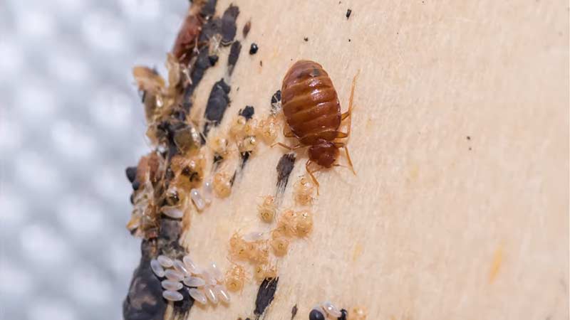 How To Find Bed Bug Nest