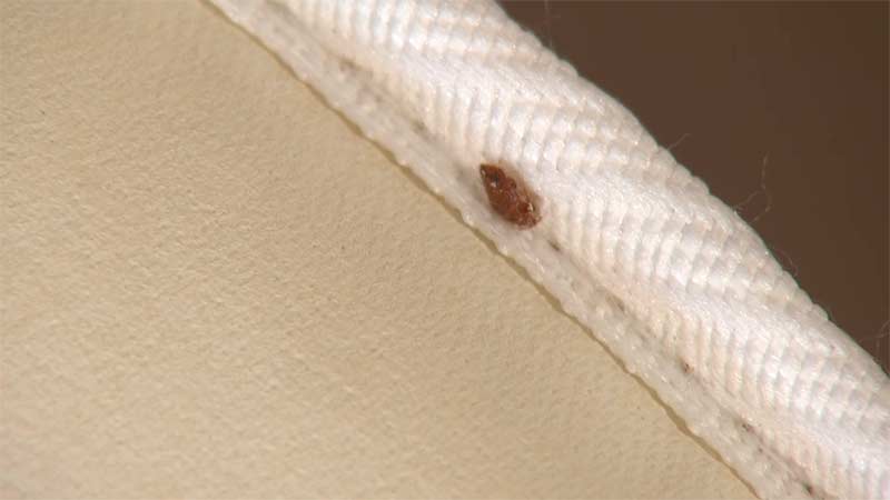 How To Check Your Mattress For Bed Bugs