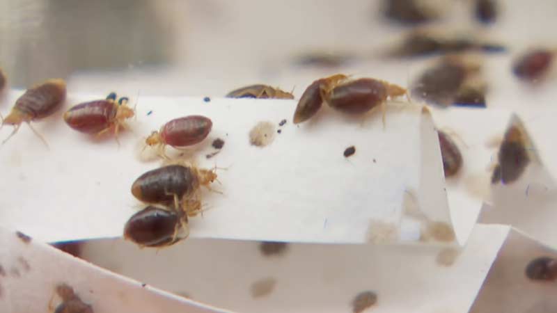 How To Trap Bed Bugs